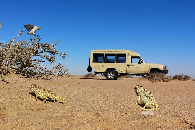 Living Desert Eco Dune Tour - Reading the Sand for Lizards, Snakes, and Beetles