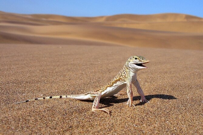 LIVING DESERT TOUR (Little 5 tour) - What the $68.97 price delivers