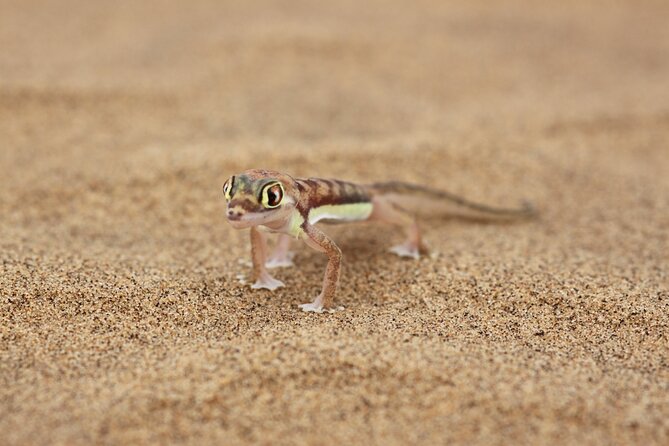LIVING DESERT TOUR (Little 5 tour) - Fitness, clothing, and practical preparation