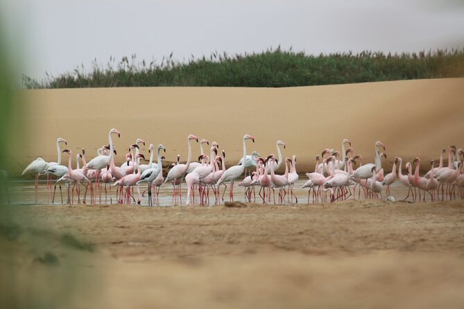 LIVING DESERT TOUR (Little 5 tour) - Starting between the dunes and the sea