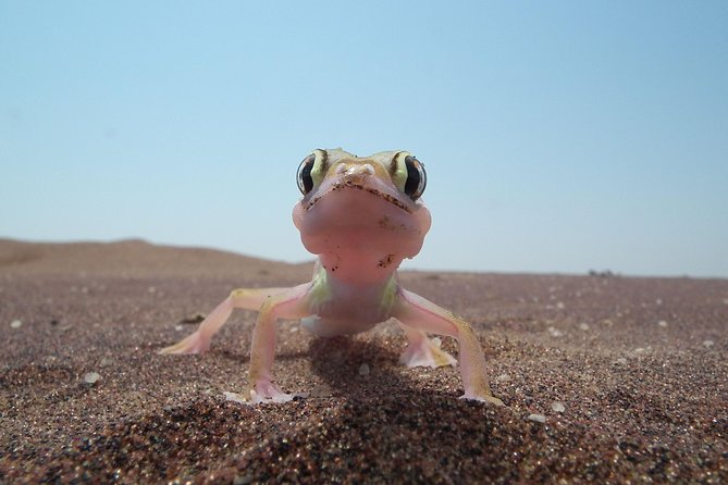 Living Dunes Experience from Swakopmund - Why a 4x4 matters here