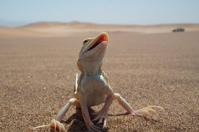 Living Dunes Experience from Swakopmund - Guides who make an empty desert readable