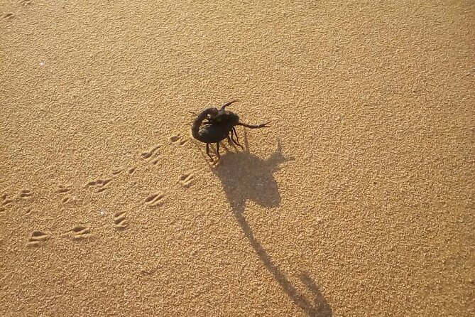 Living Dunes Experience from Swakopmund - Three hours among the dunes