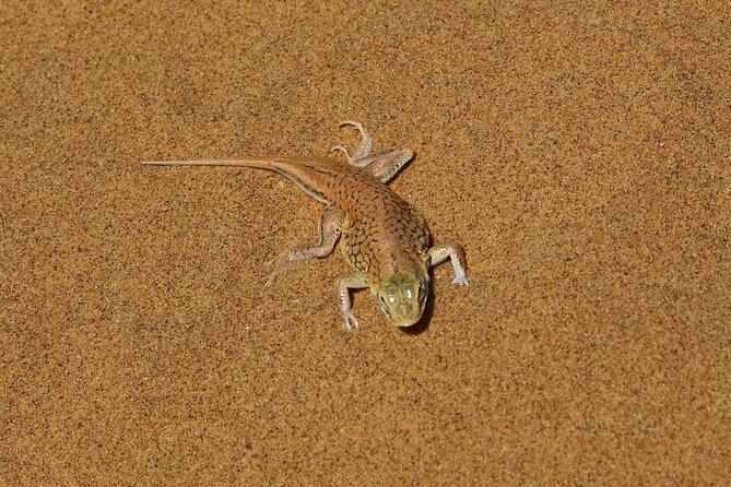 Living Dunes Experience from Swakopmund - What is included for $51.29
