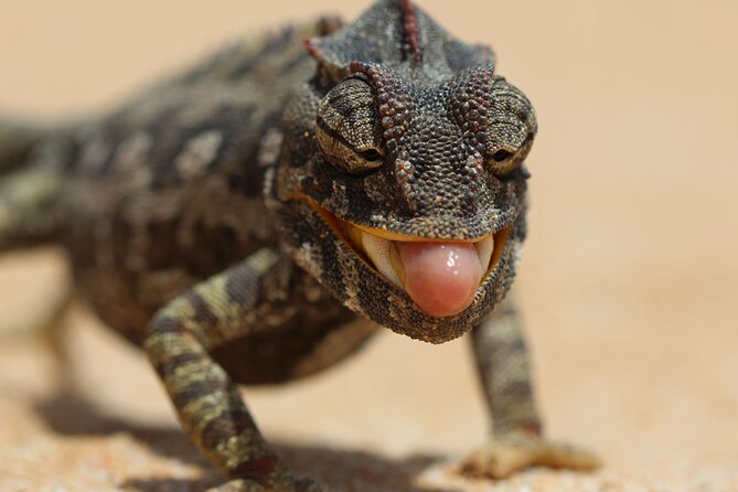 Living Dunes Experience from Swakopmund - Spotting Palmato Geckos and other small animals