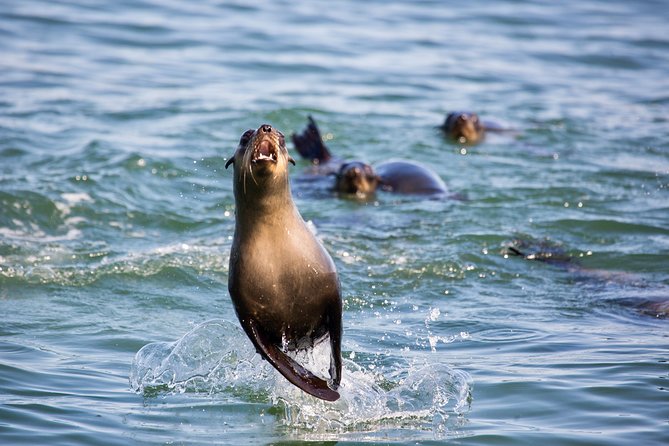 Marine Dolphin Seal Cruise - Pelican Point and the Seal Colony
