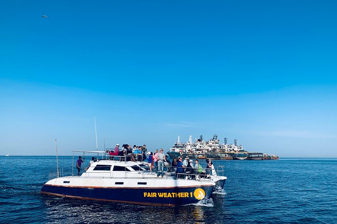 Marine Dolphin Seal Cruise - A Breakfast of Oysters and Bubbly