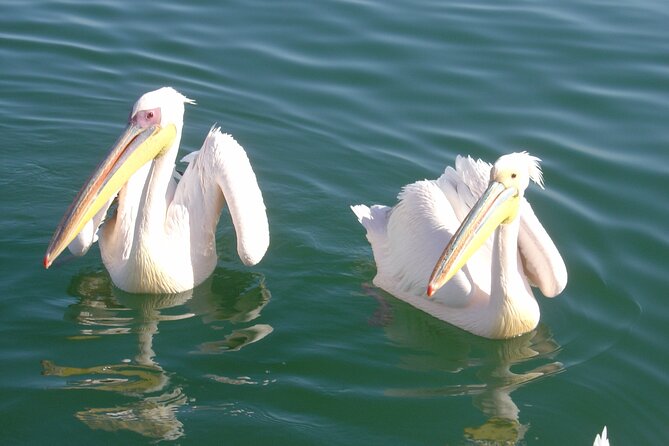 Marine Dune Day: Catamaran Cruise and Sandwich Harbor Dune Drive - Key details before you book