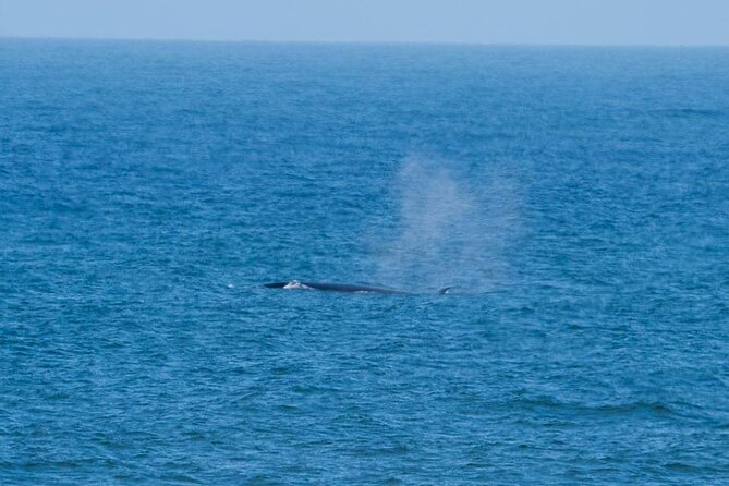 Marine Dune Day: Catamaran Cruise and Sandwich Harbor Dune Drive - From flamingos to the salt lakes