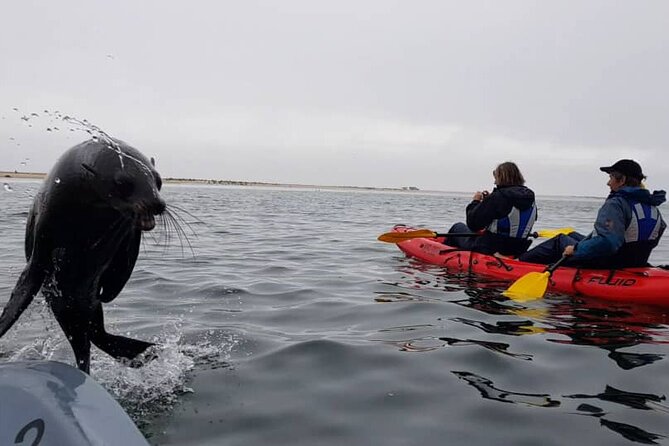 Mola Mola Kayaking Experience with a Licensed Guide - Getting ready on the empty beach
