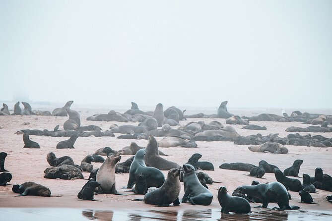 Mola Mola Marine Dolphin Cruise & Beach Braai on Pelican Point - Setting out from the Walvis Bay Waterfront at 8:30 am
