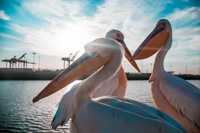 Mola Mola Marine Dolphin Cruise & Beach Braai on Pelican Point - A practical look at the five-hour route
