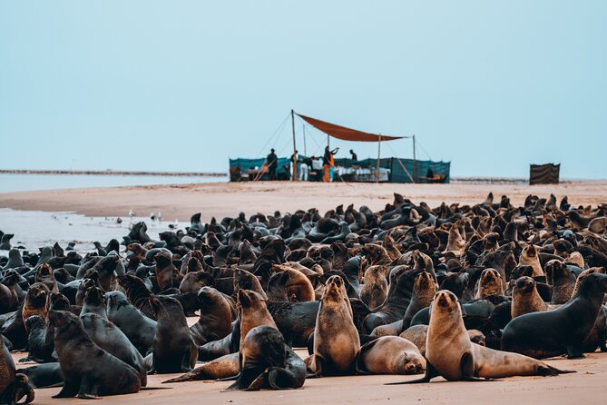 Mola Mola Marine Dolphin Cruise & Beach Braai on Pelican Point - What the tour does especially well