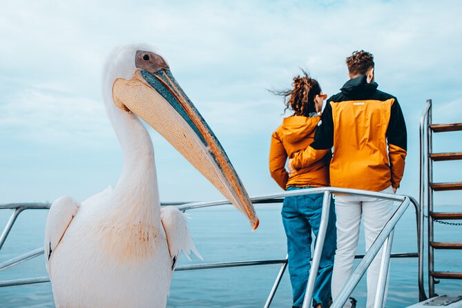 Mola Mola Marine Dolphin Cruise & Beach Braai on Pelican Point - Who should book the Pelican Point cruise?