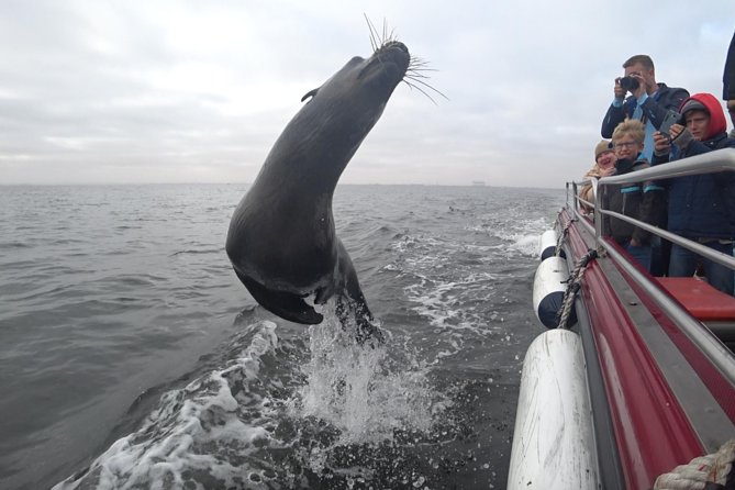 Mola Mola Marine Dolphin Cruise from the Walvis Bay Waterfront to Pelican Point - Why Walvis Bay is such a good place for a wildlife cruise