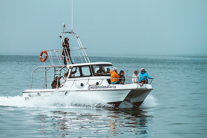 Mola Mola Marine Dolphin Cruise from the Walvis Bay Waterfront to Pelican Point - Boat size, comfort, and the feel of the outing