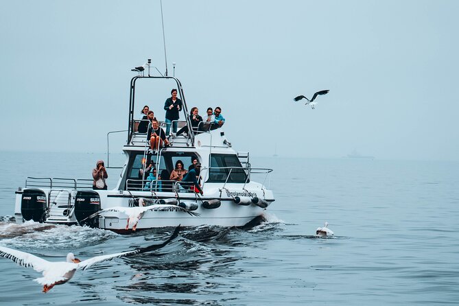 Mola Mola Marine Dolphin Cruise from the Walvis Bay Waterfront to Pelican Point - Getting there and planning the morning