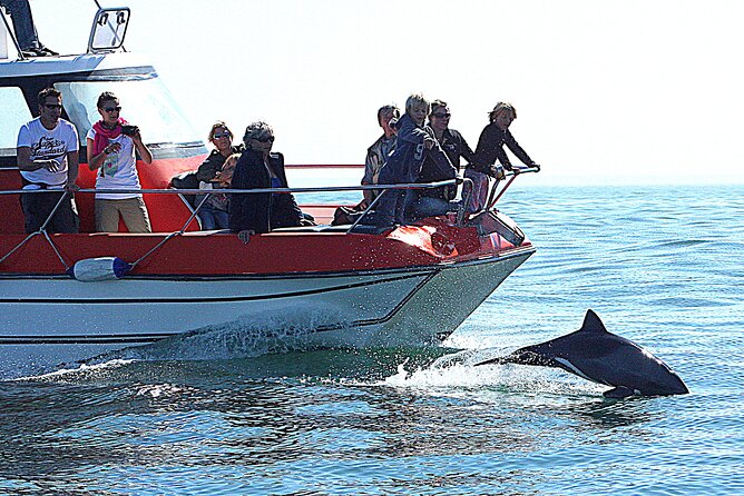 Mola Mola Marine Dolphin Cruise from the Walvis Bay Waterfront to Pelican Point - Is the $90.76 price good value?