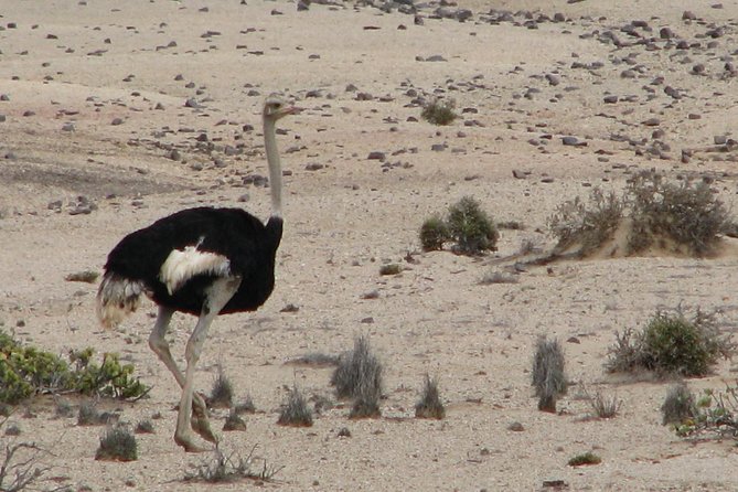 NAMIB DESERT TOURS, Full-Day and Half-Day Tours from Swakopmund, Namibia - Why this Namib Desert outing works