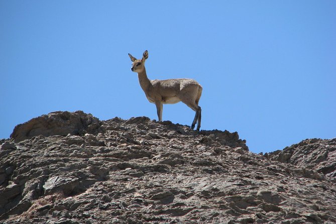 NAMIB DESERT TOURS, Full-Day and Half-Day Tours from Swakopmund, Namibia - Following the dry Swakop Valley