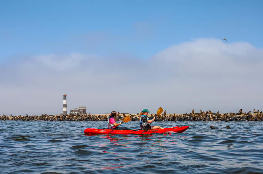 Pelican Point: Kayak with Seals Experience - Key points at a glance