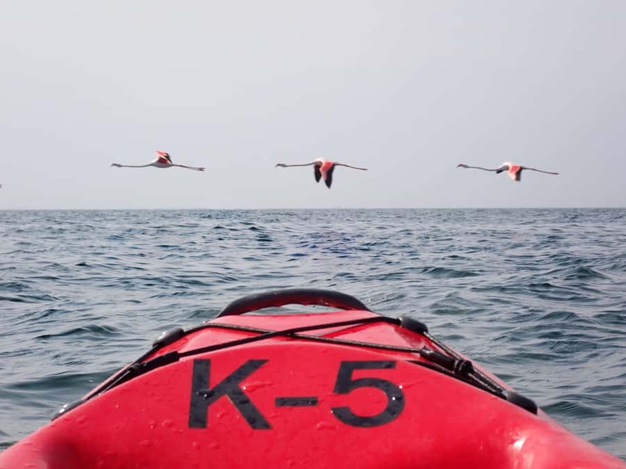 Pelican Point: Kayak with Seals Experience - Meeting at Walvis Bay Waterfront