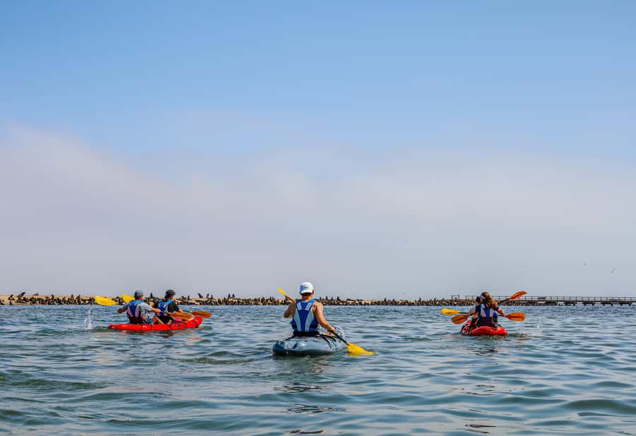 Pelican Point: Kayak with Seals Experience - Paddling beside Cape fur seals