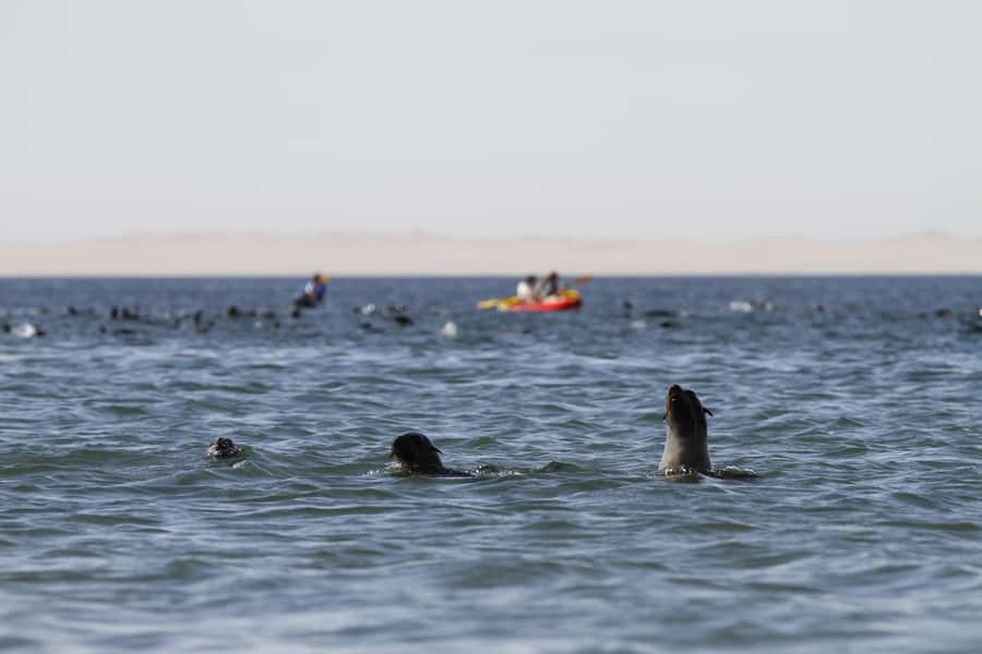 Pelican Point: Kayak with Seals Experience - Returning by 4x4 across the peninsula