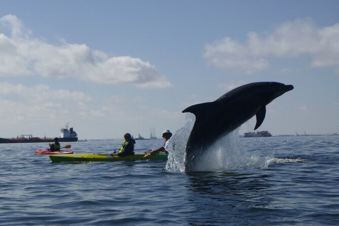 Pelican Point Kayaking Half-Day Tour - Key Things to Know Before You Book