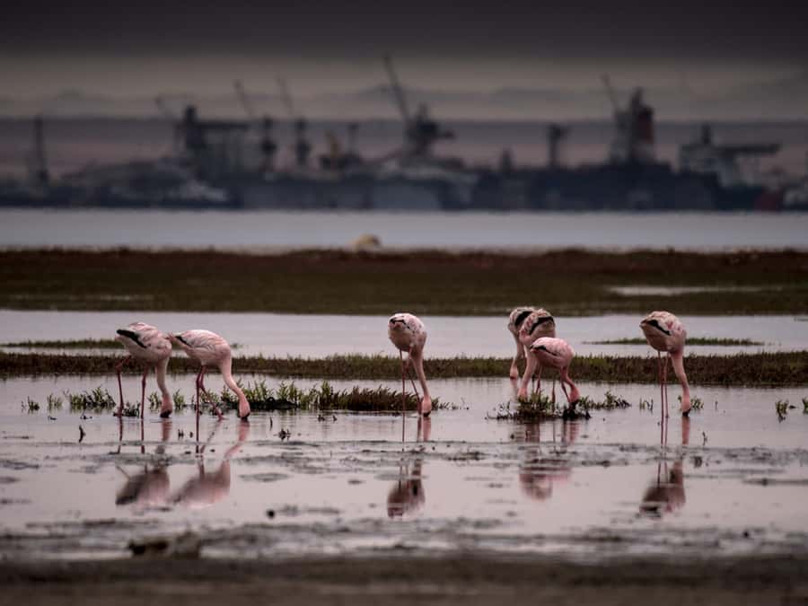 Pelican Point Peninsula Tour - Five details that make this tour worth considering