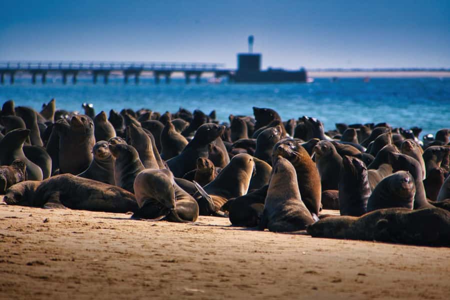 Pelican Point Peninsula Tour - Why a three-hour Walvis Bay outing works well