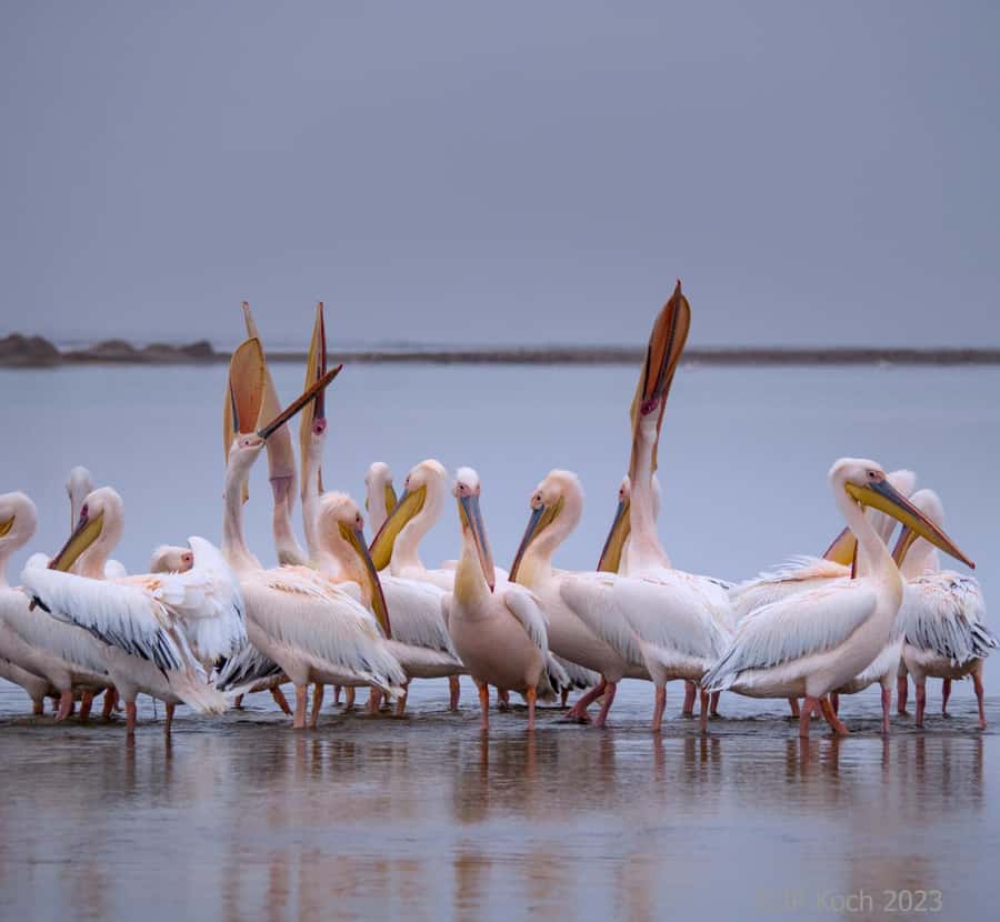 Pelican Point Peninsula Tour - The 4x4 route across loose coastal sand