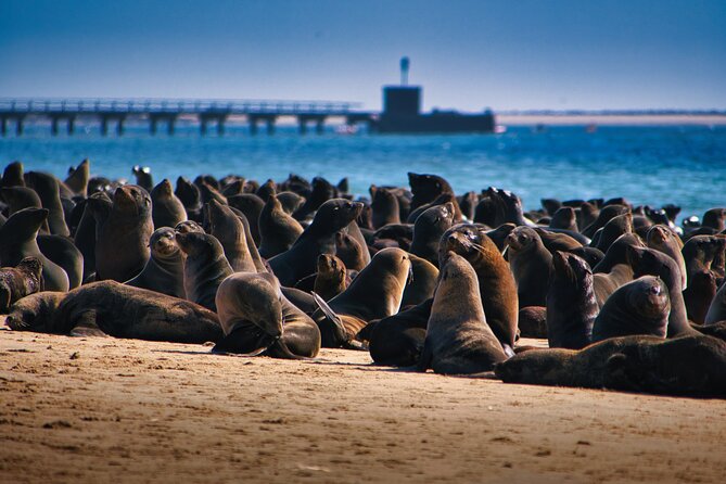 Pelican Point Peninsula Tour- visit the seal colony - Key points to know before you book