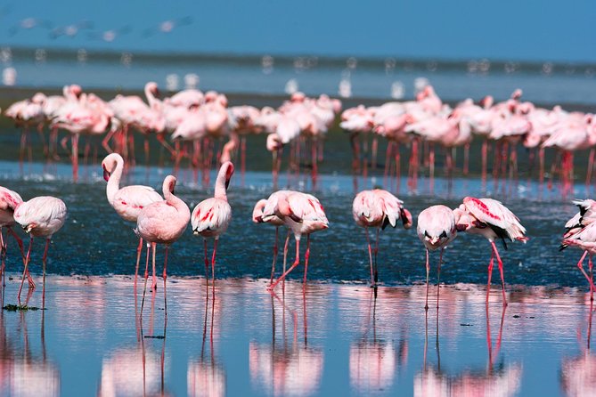 Pelican Point Peninsula Tour- visit the seal colony - Seeing the salt refinery in a working coastal town