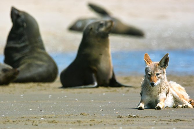 Pelican Point Peninsula Tour- visit the seal colony - The off-road run to Pelican Point