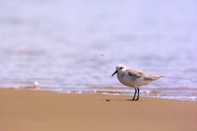 Pelican Point Peninsula Tour- visit the seal colony - Shipwrecks, lighthouse views, and coastal character