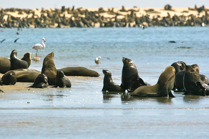 Pelican Point Peninsula Tour- visit the seal colony - Refreshments beside the wildlife