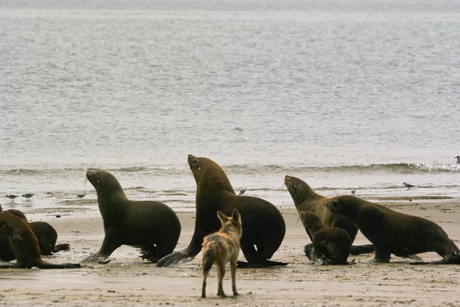Pelican Point Peninsula Tour- visit the seal colony - The guide and the private vehicle