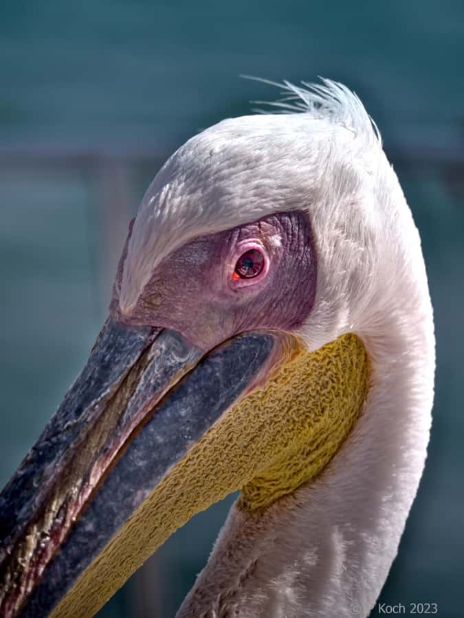 Pelican Point Peninsula Tour - Flamingos, pelicans, and avocets at the lagoon
