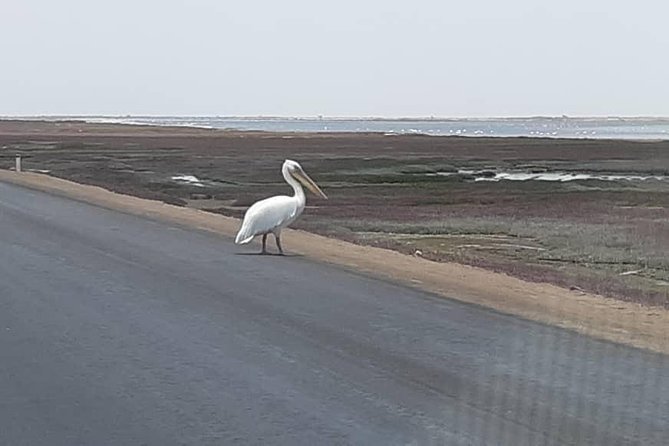 Pelican Point Seal Colony 4x4 Tour - Why Pelican Point makes a strong half-day outing