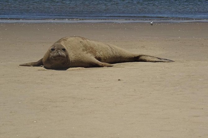 Pelican Point Seal Colony 4x4 Tour - Birdlife around Walvis Bay
