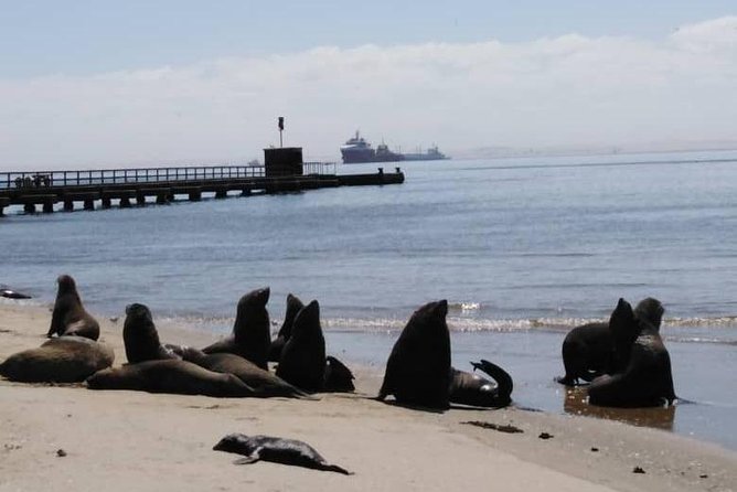 Pelican Point Seal Colony 4x4 Tour - Wind, comfort, and what to bring