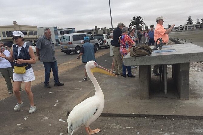 Pelican Point tours,Lagoon tours, Dune7 Adventure - Five things to know before you book