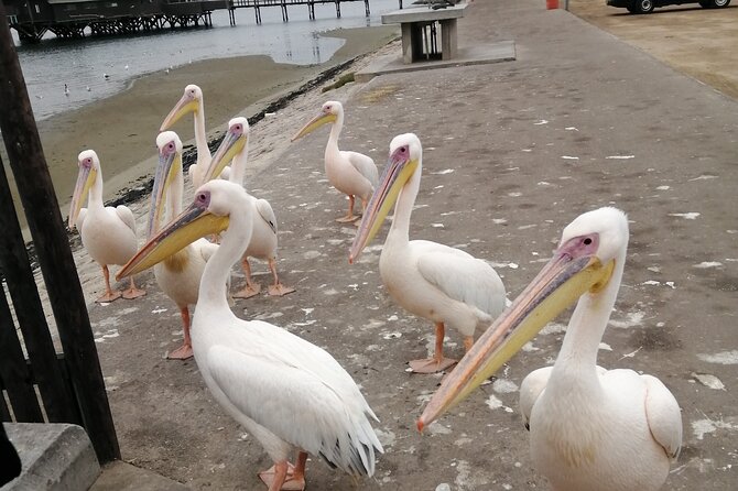 Pelican Point tours,Lagoon tours, Dune7 Adventure - Weather, cancellation, and planning tips