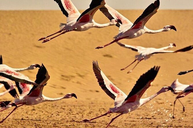 Pelican Point tours,Lagoon tours, Dune7 Adventure - Walvis Bay Lagoon, flamingos, and Pink Lake