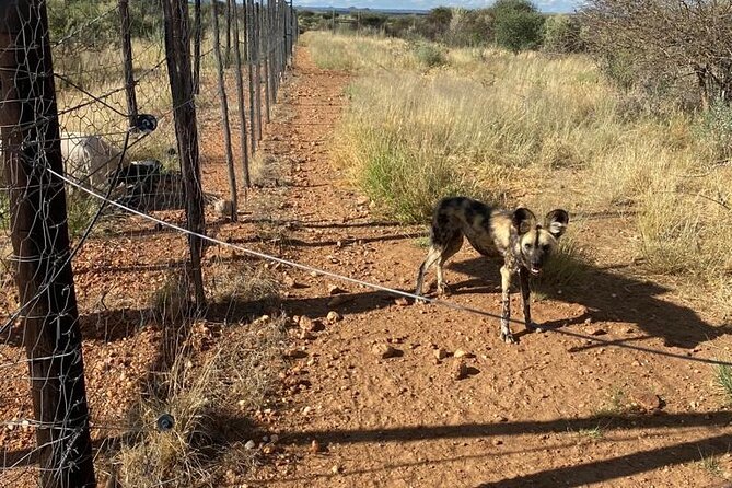Predator Encounter: Half-Day Carnivore Feeding Windhoek - What this experience really is