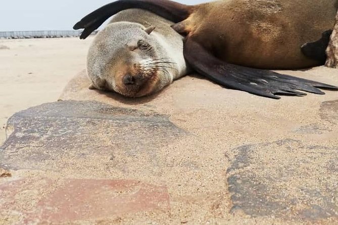 Private Half Day Coast Tour of Walvis Bay and Swakopmund City - What the Guides Add to the Morning