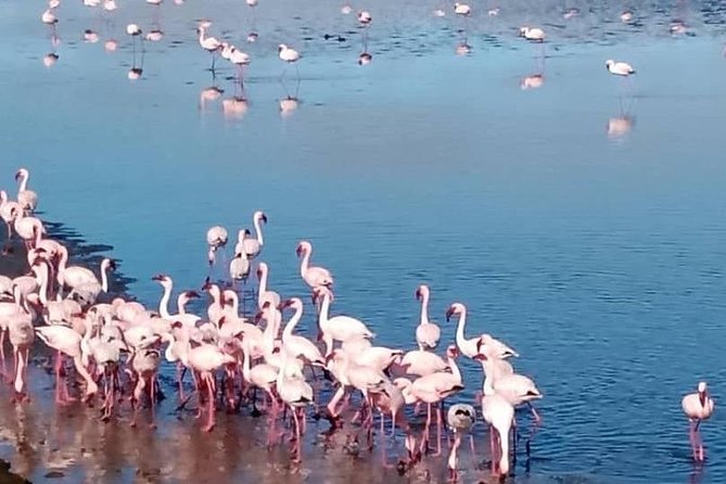 Private Half Day Coast Tour of Walvis Bay and Swakopmund City - Who Gets the Most From This Coast Tour?