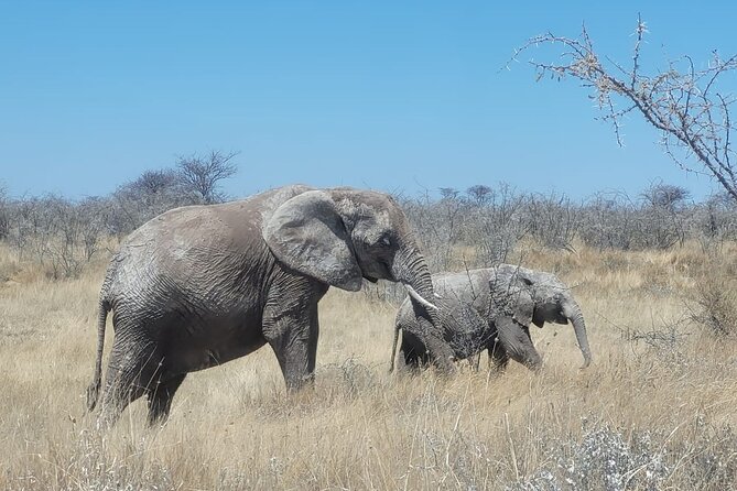Private Multi-Day Tour Self-Drive for Beginners Safari in Namibia - Why this works for a first Namibia self-drive