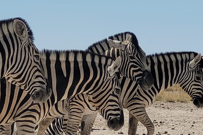 Private Multi-Day Tour Self-Drive for Beginners Safari in Namibia - The first two days at Waterberg